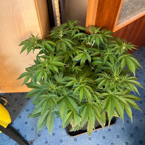 Green Gelato #1 growlog timeline photo