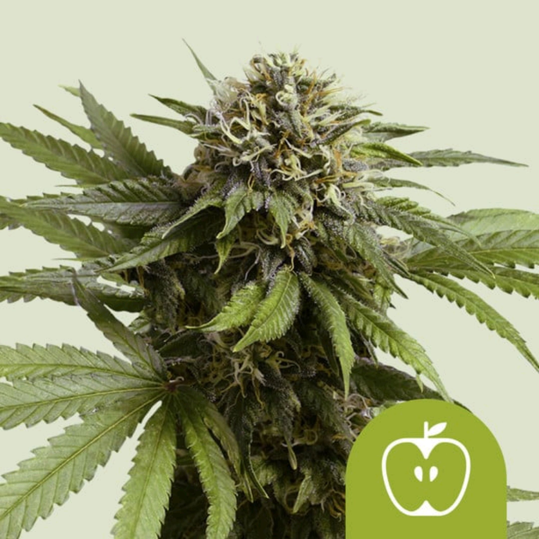 3x Apple Fritter Auto (RQS) growlog header