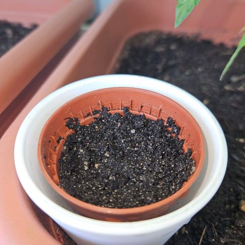 3x Apple Fritter Auto (RQS) growlog photo
