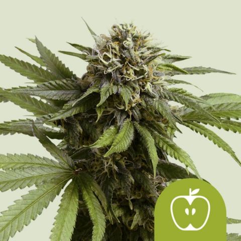 3x Apple Fritter Auto (RQS) growlog in Auf dem Balkon
