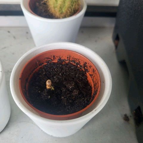 3x Apple Fritter Auto (RQS) growlog photo