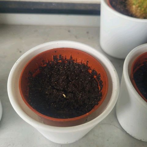 3x Apple Fritter Auto (RQS) growlog photo
