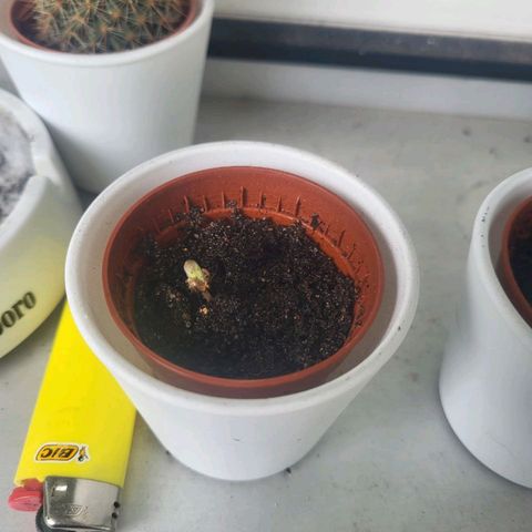 3x Apple Fritter Auto (RQS) growlog photo