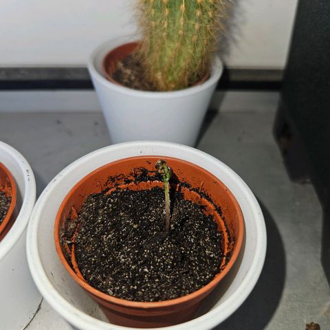 3x Apple Fritter Auto (RQS) growlog photo: Noch hängen an zwei Pflänzchen die Schale vom Samen, aber die Keimung war erfolgreich.
