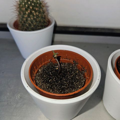 3x Apple Fritter Auto (RQS) growlog photo: Noch hängen an zwei Pflänzchen die Schale vom Samen, aber die Keimung war erfolgreich.