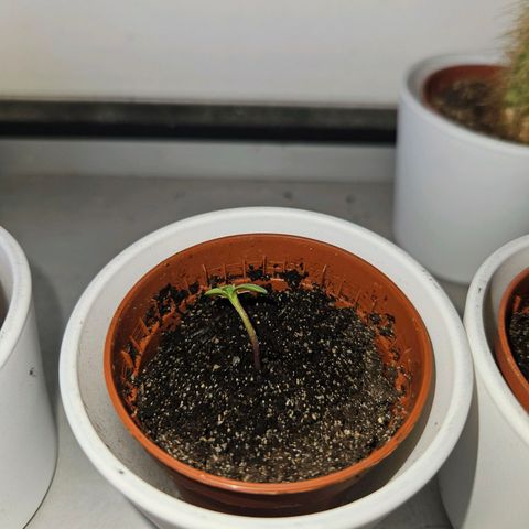3x Apple Fritter Auto (RQS) growlog photo: Noch hängen an zwei Pflänzchen die Schale vom Samen, aber die Keimung war erfolgreich.