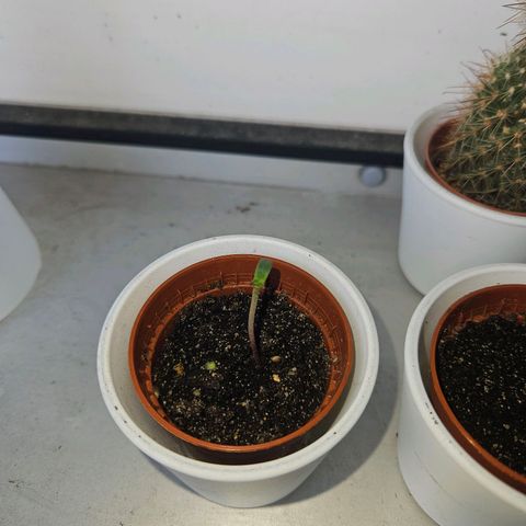3x Apple Fritter Auto (RQS) growlog timeline photo