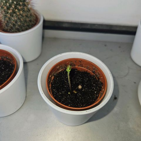 3x Apple Fritter Auto (RQS) growlog timeline photo