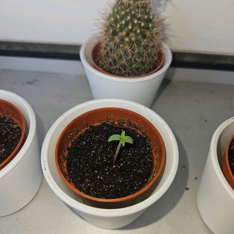 3x Apple Fritter Auto (RQS) growlog timeline photo
