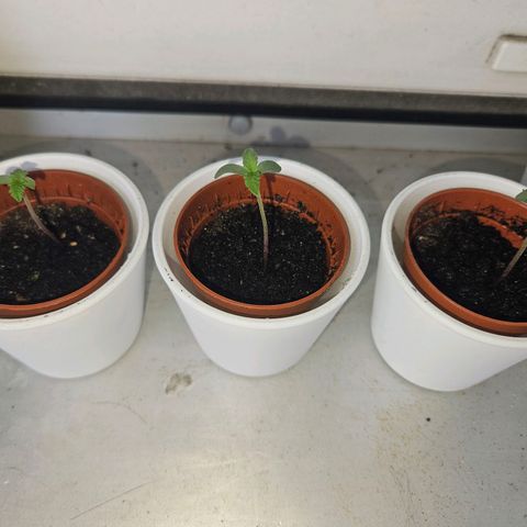 3x Apple Fritter Auto (RQS) growlog timeline photo