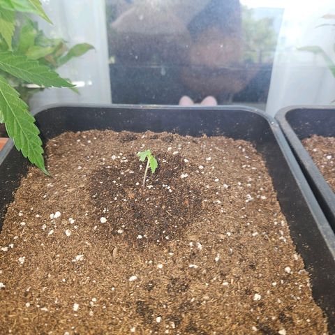 3x Apple Fritter Auto (RQS) growlog timeline photo