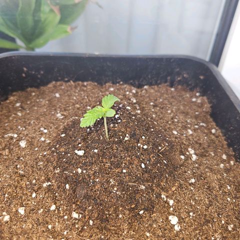 3x Apple Fritter Auto (RQS) growlog timeline photo
