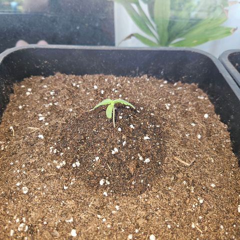 3x Apple Fritter Auto (RQS) growlog timeline photo