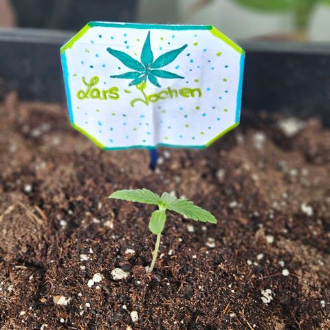 3x Apple Fritter Auto (RQS) growlog photo: Unsere Pflanzen haben nun Namen bekommen.
Kiffany, Hanfred und Lars-Jochen.