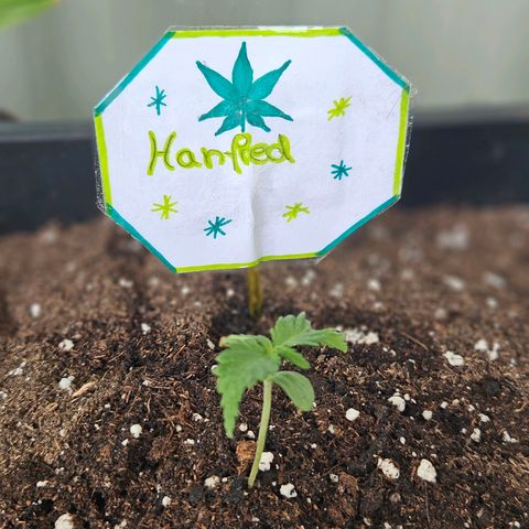3x Apple Fritter Auto (RQS) growlog photo: Unsere Pflanzen haben nun Namen bekommen.
Kiffany, Hanfred und Lars-Jochen.