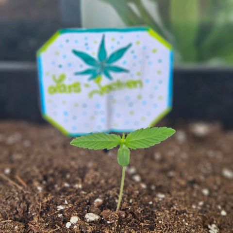 3x Apple Fritter Auto (RQS) growlog timeline photo