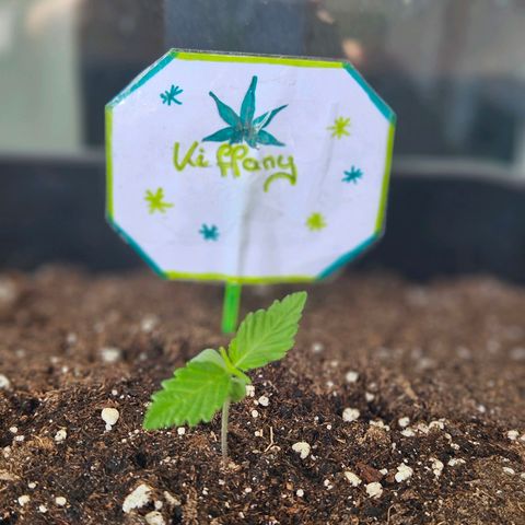 3x Apple Fritter Auto (RQS) growlog timeline photo