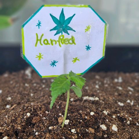 3x Apple Fritter Auto (RQS) growlog timeline photo