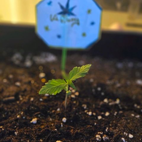 3x Apple Fritter Auto (RQS) growlog timeline photo