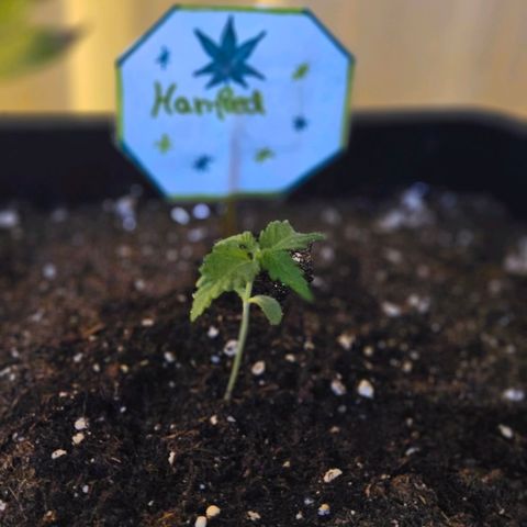 3x Apple Fritter Auto (RQS) growlog timeline photo