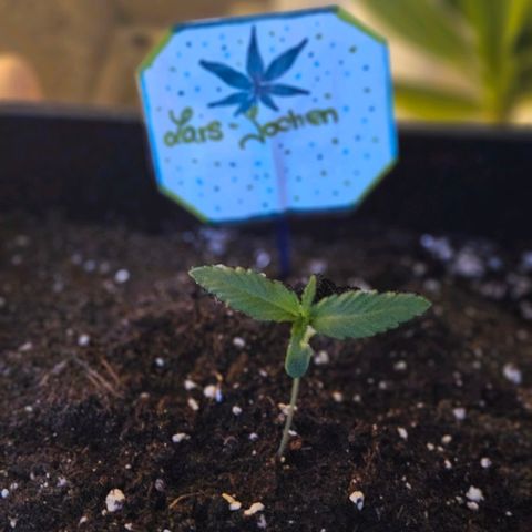 3x Apple Fritter Auto (RQS) growlog timeline photo