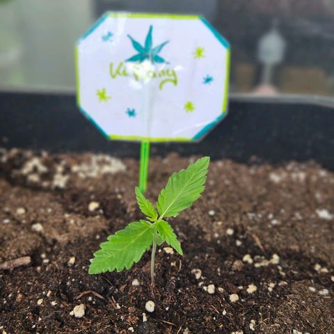 3x Apple Fritter Auto (RQS) growlog timeline photo