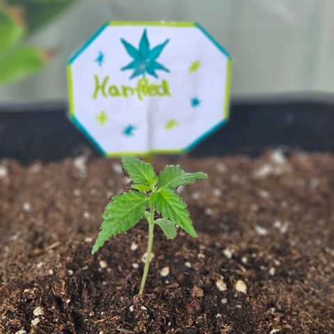 3x Apple Fritter Auto (RQS) growlog timeline photo
