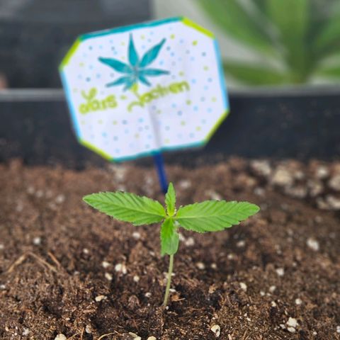 3x Apple Fritter Auto (RQS) growlog timeline photo