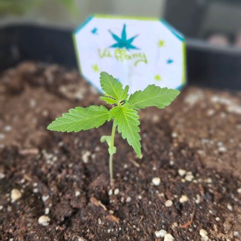 3x Apple Fritter Auto (RQS) growlog timeline photo