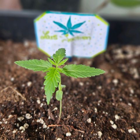 3x Apple Fritter Auto (RQS) growlog timeline photo