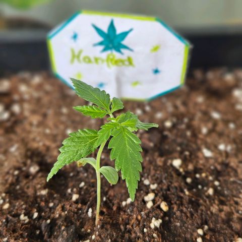 3x Apple Fritter Auto (RQS) growlog timeline photo