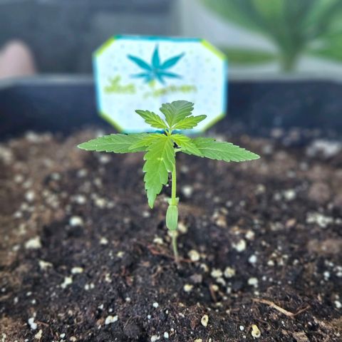 3x Apple Fritter Auto (RQS) growlog photo: Lars-Jochen