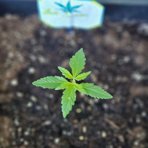 3x Apple Fritter Auto (RQS) growlog photo: Lars-Jochen