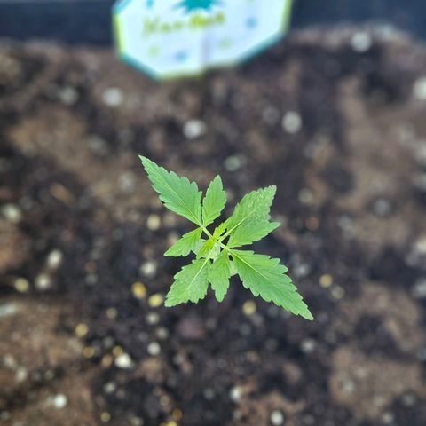3x Apple Fritter Auto (RQS) growlog photo: Hanfred