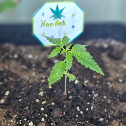 3x Apple Fritter Auto (RQS) growlog photo: Hanfred