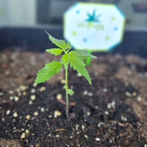 3x Apple Fritter Auto (RQS) growlog photo: Kiffany