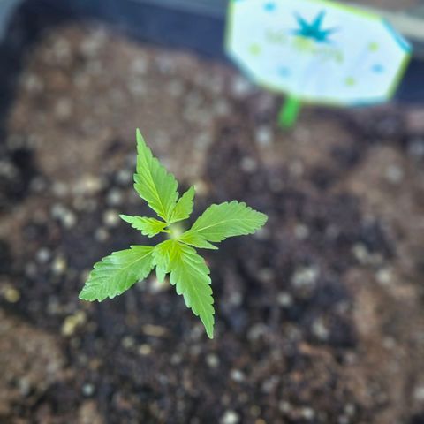 3x Apple Fritter Auto (RQS) growlog photo: Kiffany