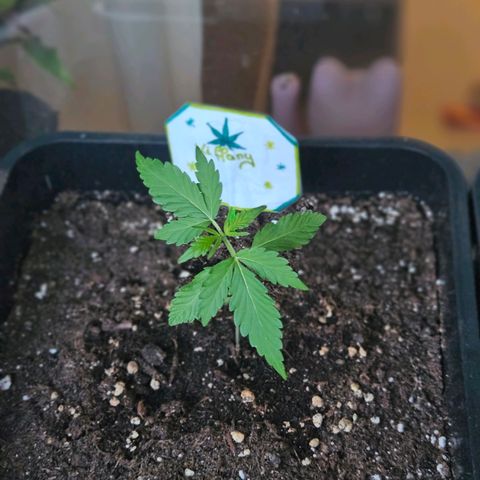 3x Apple Fritter Auto (RQS) growlog photo: Kiffany