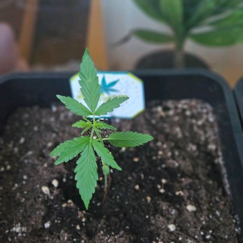 3x Apple Fritter Auto (RQS) growlog photo: Lars-Jochen