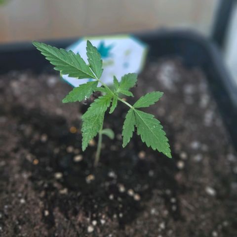 3x Apple Fritter Auto (RQS) growlog photo: Hanfred
