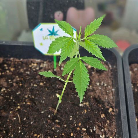3x Apple Fritter Auto (RQS) growlog photo: Kiffany