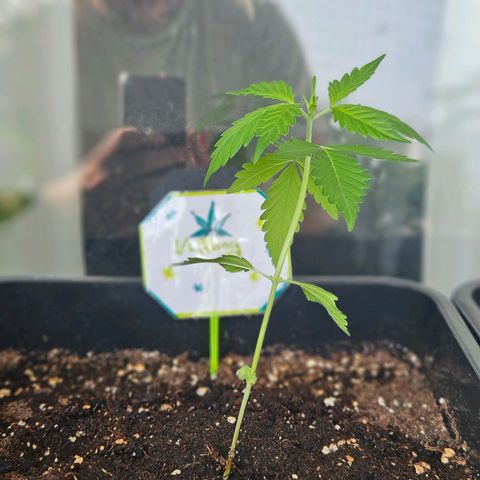 3x Apple Fritter Auto (RQS) growlog photo: Kiffany