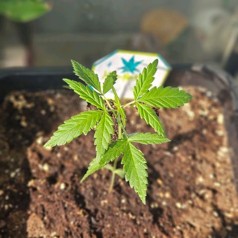 3x Apple Fritter Auto (RQS) growlog photo: Hanfred