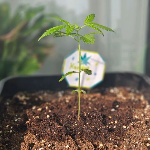 3x Apple Fritter Auto (RQS) growlog photo: Hanfred