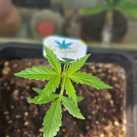 3x Apple Fritter Auto (RQS) growlog photo: Lars-Jochen