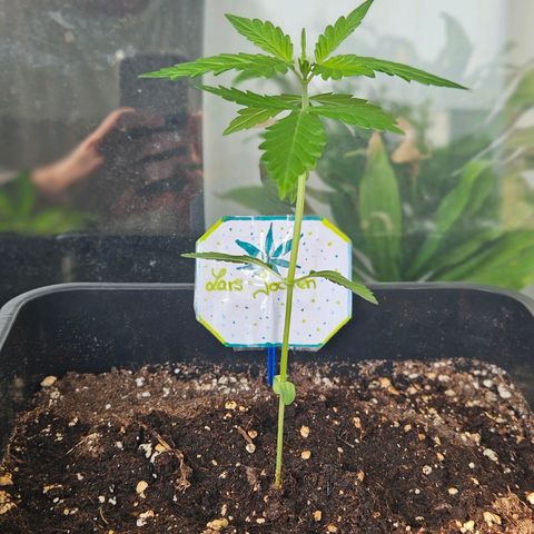 3x Apple Fritter Auto (RQS) growlog photo: Lars-Jochen