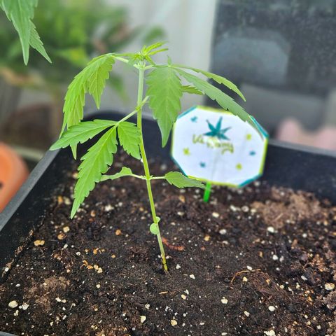 3x Apple Fritter Auto (RQS) growlog photo: Kiffany