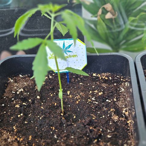 3x Apple Fritter Auto (RQS) growlog photo: Lars-Jochen