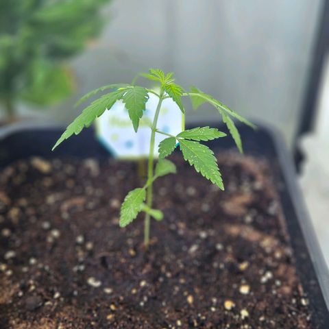 3x Apple Fritter Auto (RQS) growlog photo: Hanfred