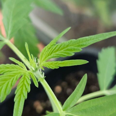 3x Apple Fritter Auto (RQS) growlog photo: Vorblühte bei Kiffany eingetreten.